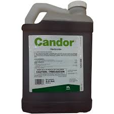 Candor